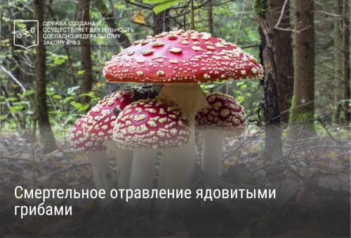 Смертельное отравление ядовитыми грибами